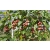 Kiwi aktinidia GENEVA  - czerwone owoce art. nr 487D